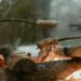 how to cook hot dogs over a fire pit