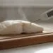halibut done temp