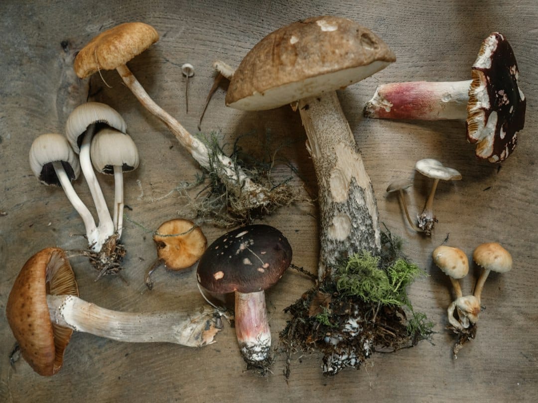 Assorted mushroom varieties arranged on a dark surface