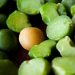 Close-up of dried green split peas for slow cooker split pea soup without ham