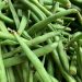 Fresh green beans for potato green bean and white bean salad without mayo