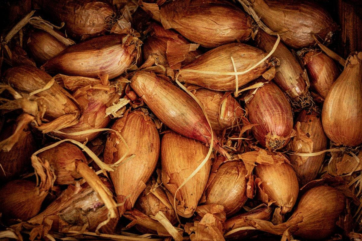 Whole shallots in papery skins, an aromatic ingredient for red wine reduction sauce for steak