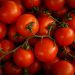 Fresh red tomatoes on their vines; ingredient reference for tomato chickpea skillet without cream