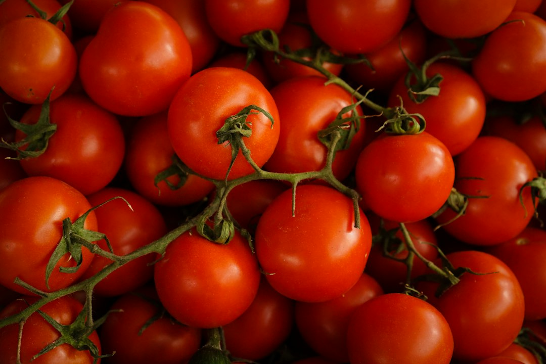 Fresh red tomatoes on their vines; ingredient reference for tomato chickpea skillet without cream