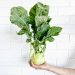 Whole kohlrabi as an ingredient illustration for air fryer kohlrabi fries without cornstarch