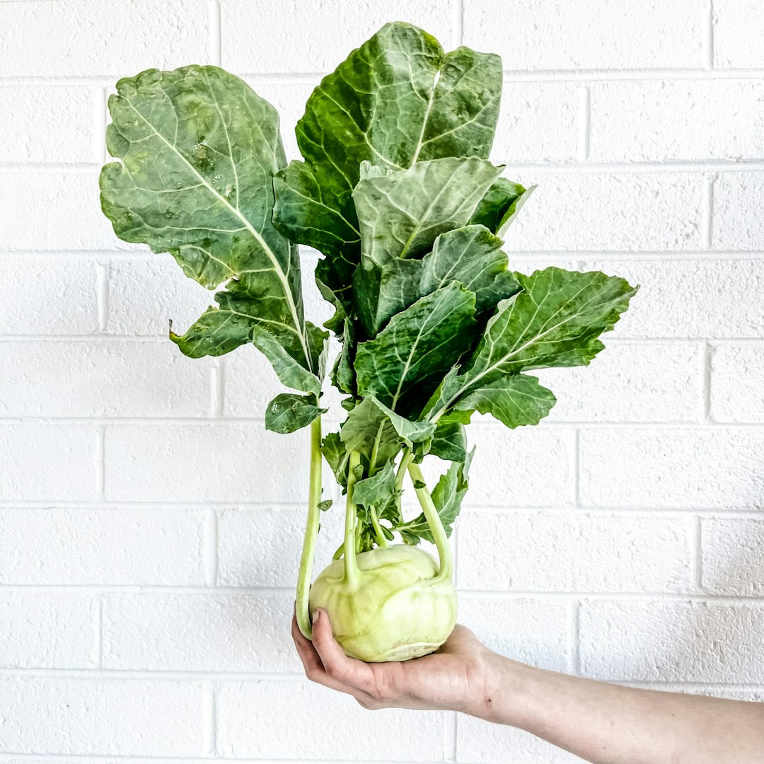 Whole kohlrabi — ingredient illustration for air fryer kohlrabi fries without cornstarch